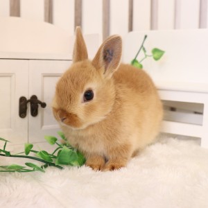 ネザーランドドワーフ　オレンジ（S2)