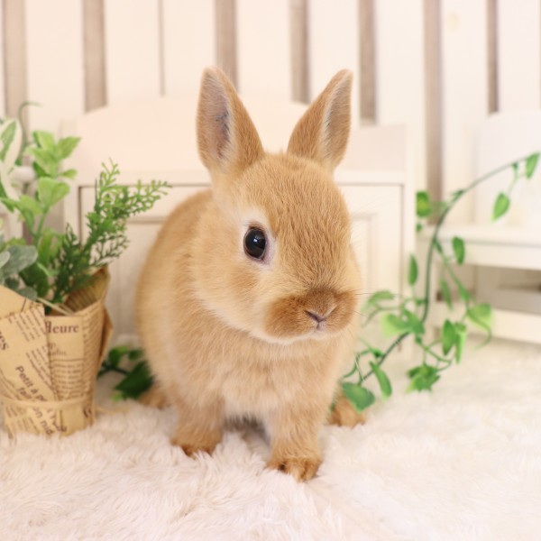 ネザーランドドワーフ　オレンジ（S2)