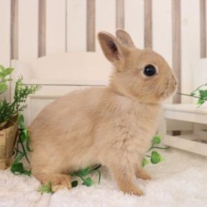 ネザーランドドワーフ　リンクス（YC)