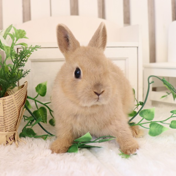 ネザーランドドワーフ　リンクス（YC)