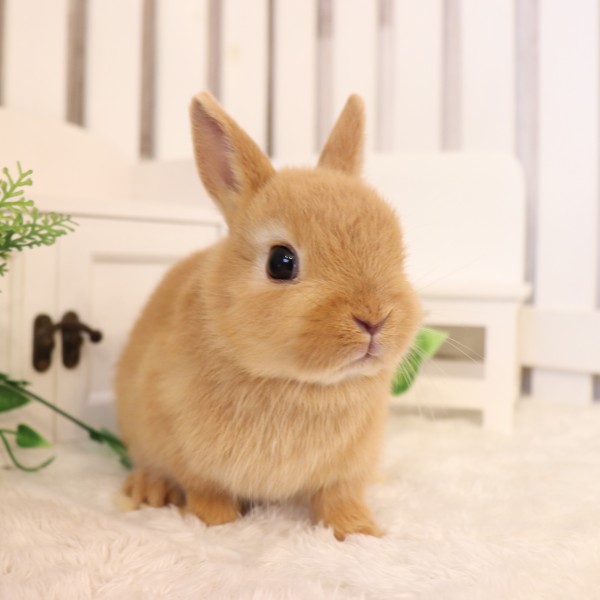 ネザーランドドワーフ　オレンジ（QB)