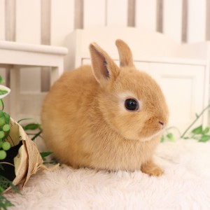 ネザーランドドワーフ　オレンジ（QB)