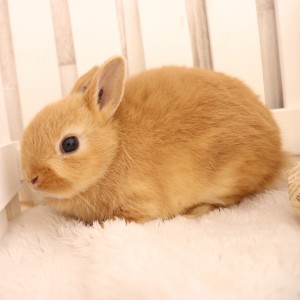 ネザーランドドワーフ　オレンジ（QB)