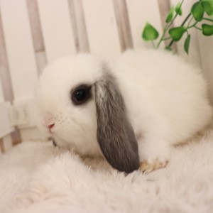 ホーランドロップ　ブロークンブルー（R92)