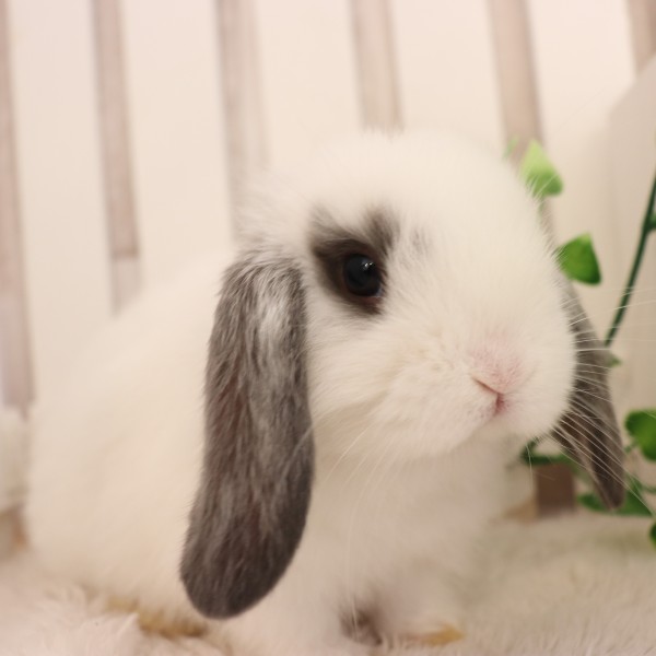 ホーランドロップ　ブロークンブルー（R92)