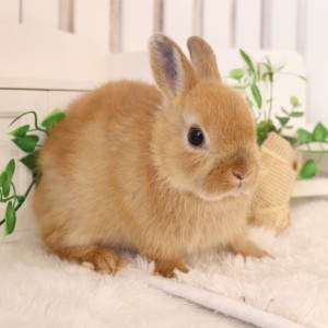 ネザーランドドワーフ オレンジ（R7）