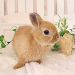 ネザーランドドワーフ オレンジ（R7）