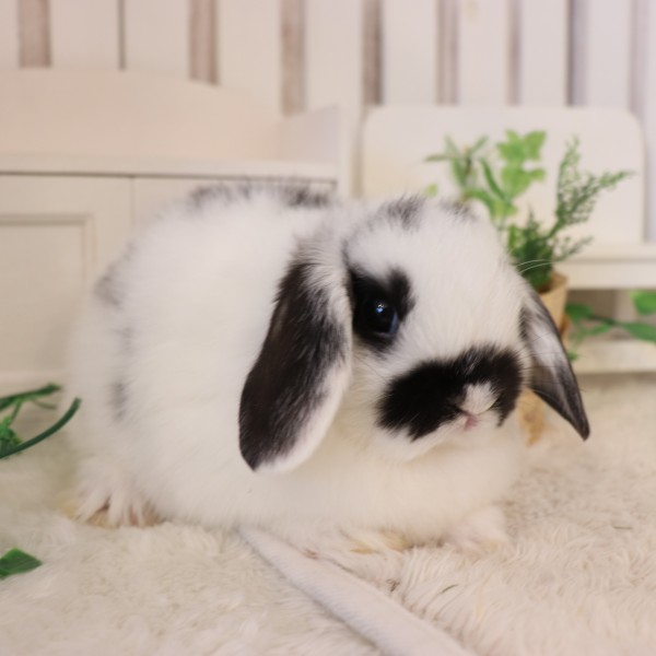 ホーランドロップ　ブロークンブラック（S9)