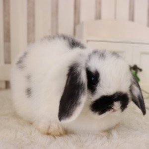 ホーランドロップ　ブロークンブラック（S9)