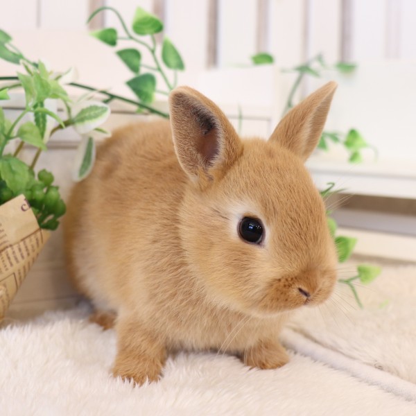 ネザーランドドワーフ　オレンジ（ZD)