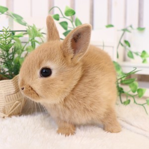 ネザーランドドワーフ　オレンジ（ZD)