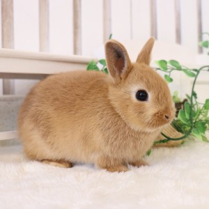 ネザーランドドワーフ　オレンジ（ZD)