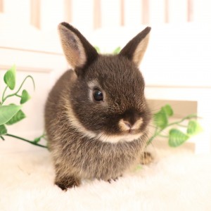 ネザーランドドワーフ　ブラックオター（ZQ)