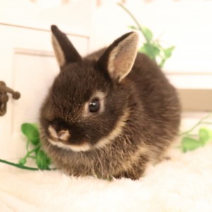 ネザーランドドワーフ　ブラックオター（ZQ)