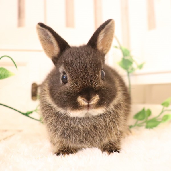 ネザーランドドワーフ　ブラックオター（ZQ)