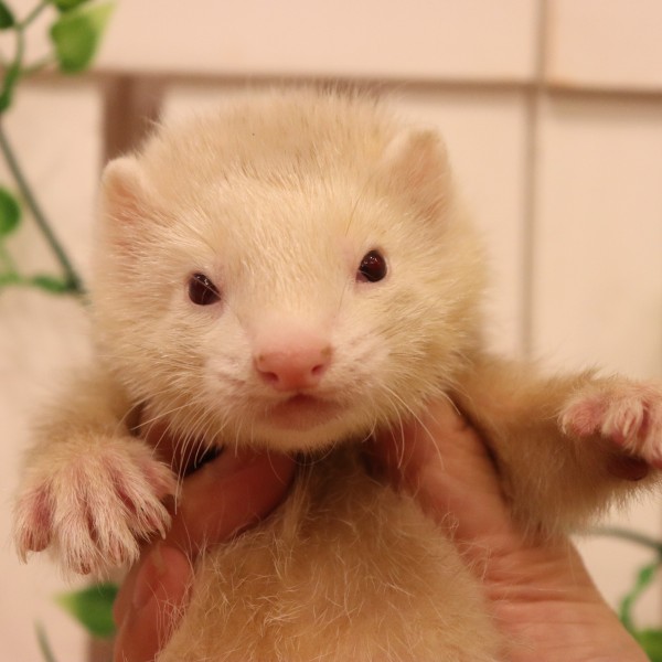 シナモン（男の子）