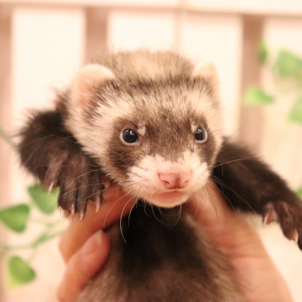 セーブルボブテール（男の子）