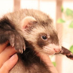 セーブルボブテール（男の子）