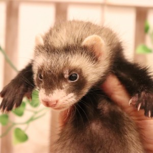 セーブルボブテール（男の子）