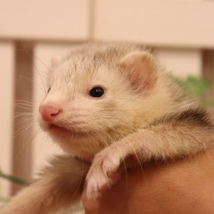 シルバーミット（女の子）