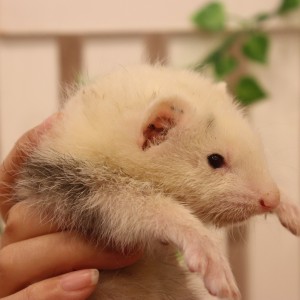 プラチナパンダ（男の子）