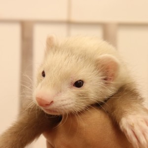 シナモン（男の子）