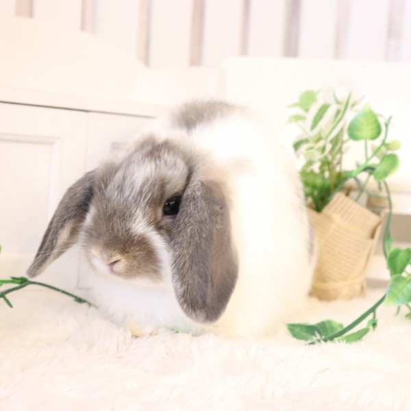 ホーランドロップ　ブロークンオパール（3XP)