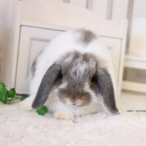 ホーランドロップ　ブロークンオパール（3XP)