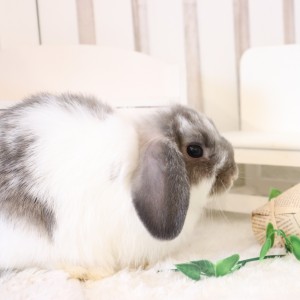 ホーランドロップ　ブロークンオパール（3XP)