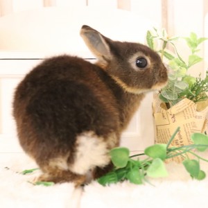 ネザーランドドワーフ　ブラックオター（I3)