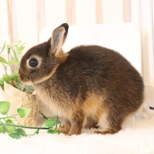 ネザーランドドワーフ　ブラックオター（I3)