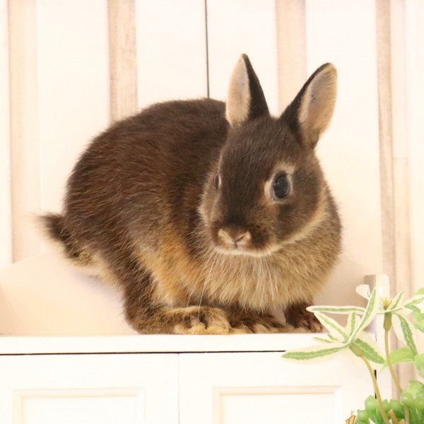 ネザーランドドワーフ　ブラックオター（I3)