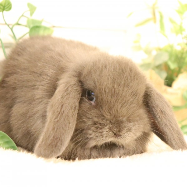 ホーランドロップ　ブルー（2BR)