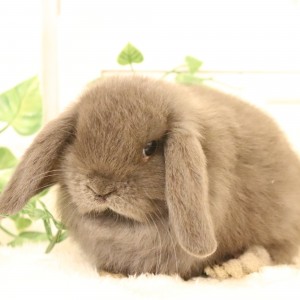 ホーランドロップ　ブルー（2BR)