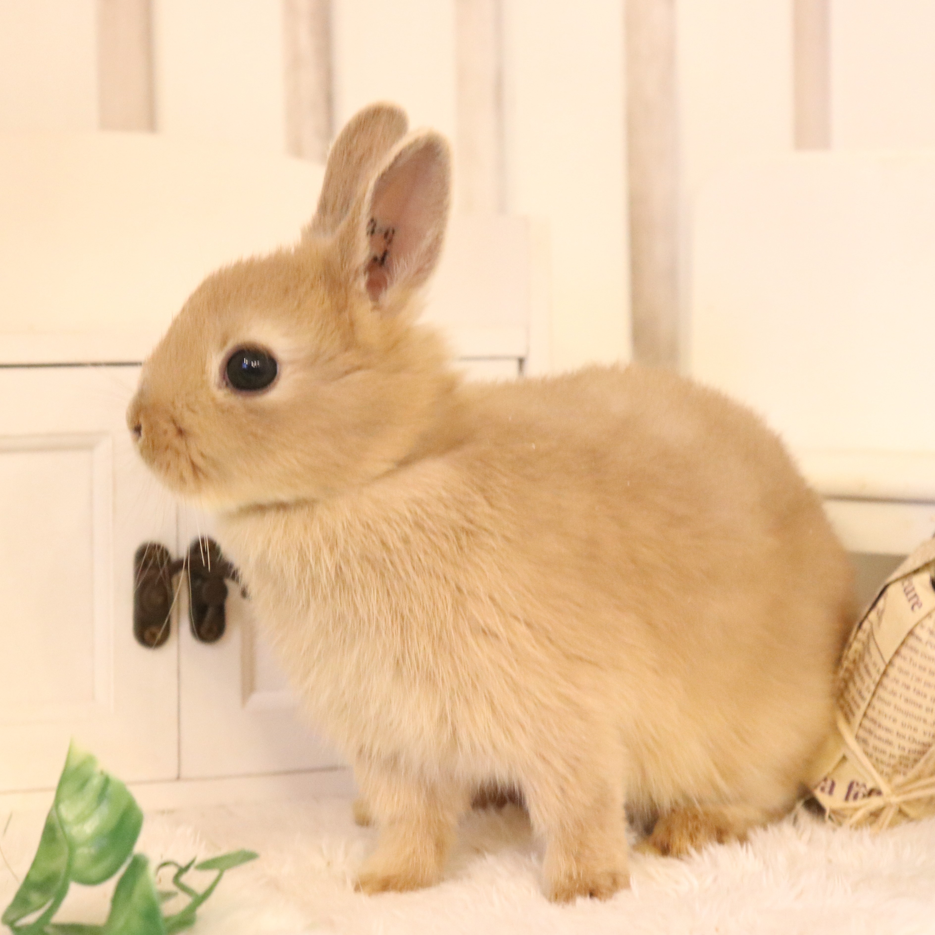 うさぎ ネザーランドドワーフ リンクス（ZX) - さいたま市北浦和のうさぎ