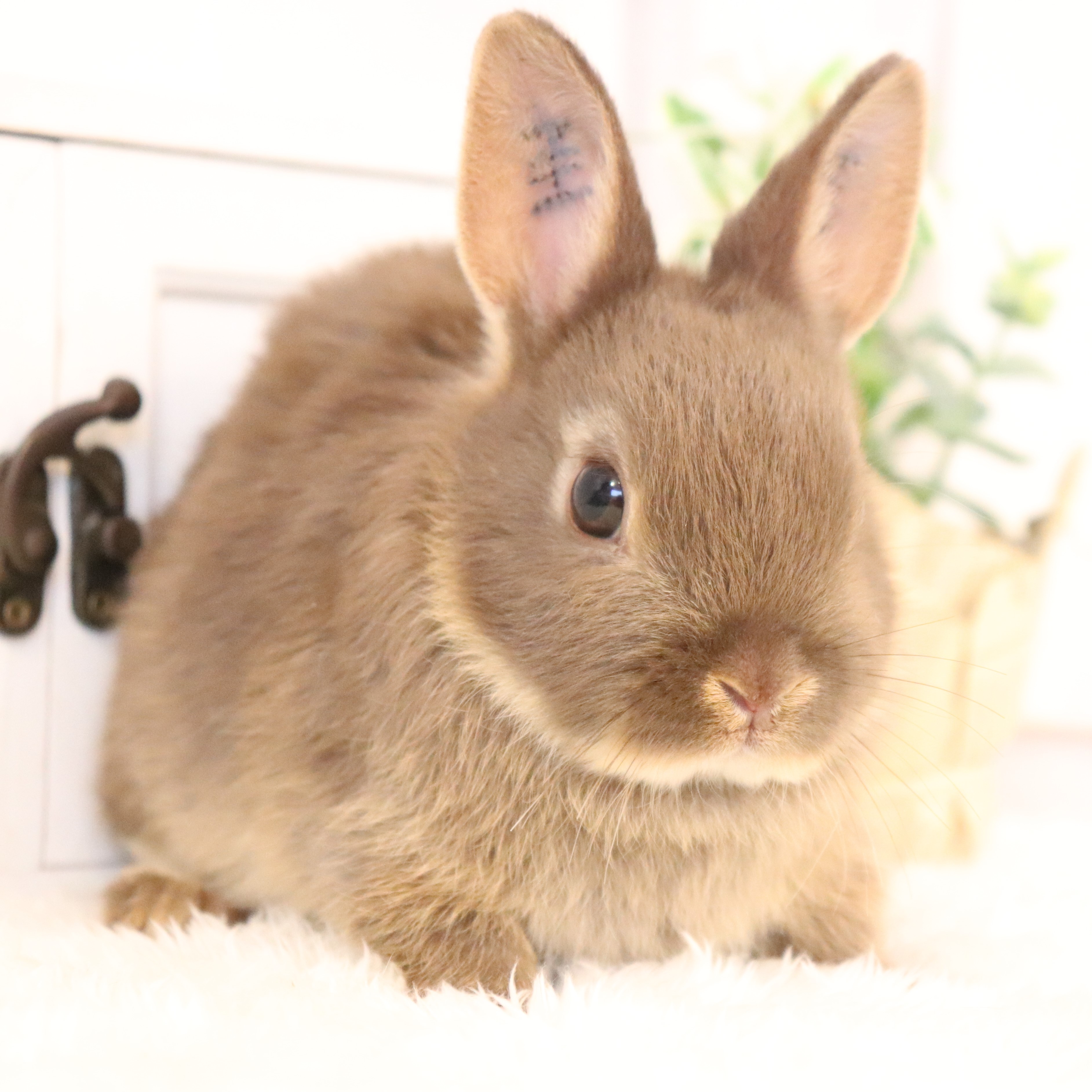 ネザーランドドワーフ チョコレートオター（EN) - さいたま市北浦和の