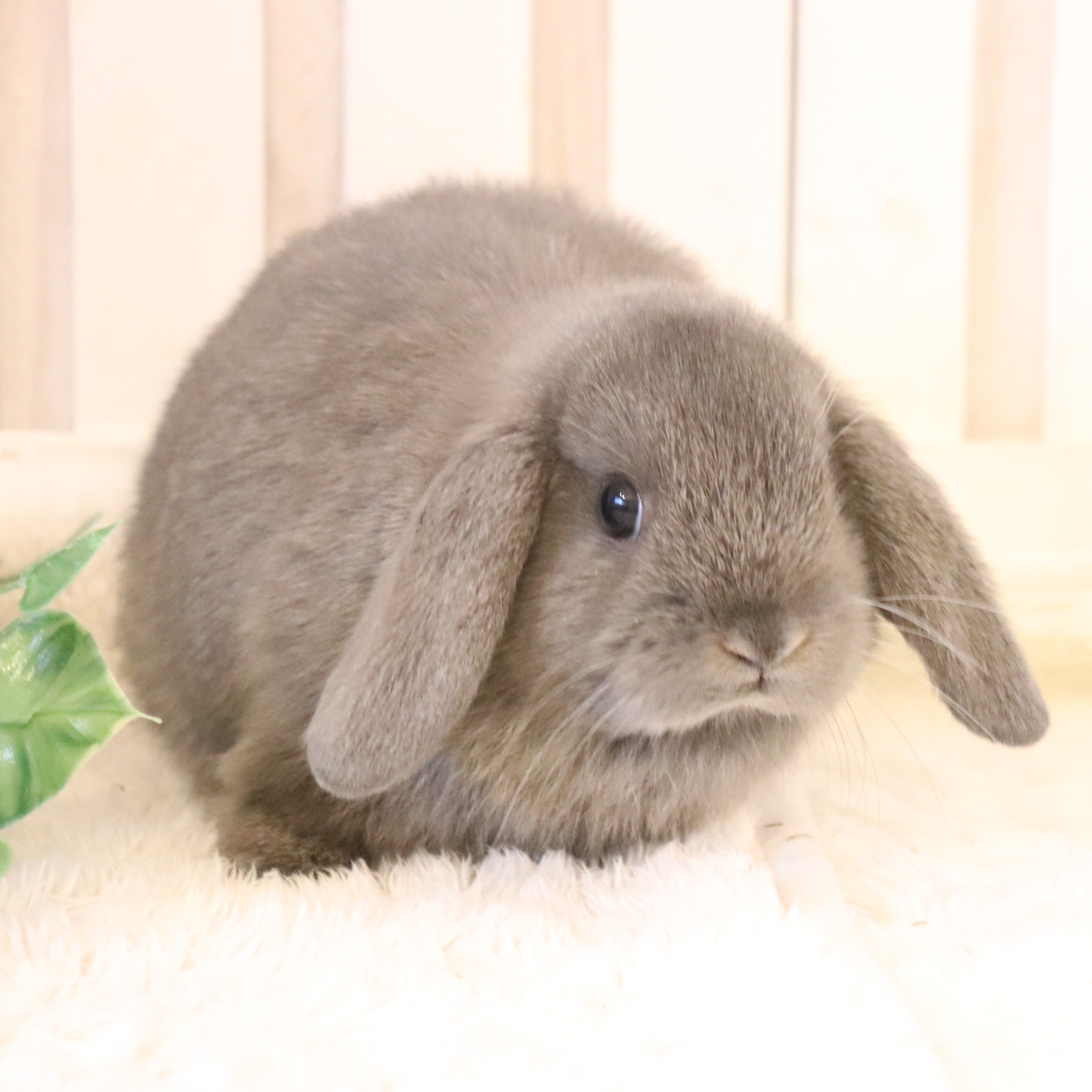 ホーランドロップ ブルー（5BK) - さいたま市北浦和のうさぎ