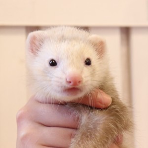 シナモン（男の子）