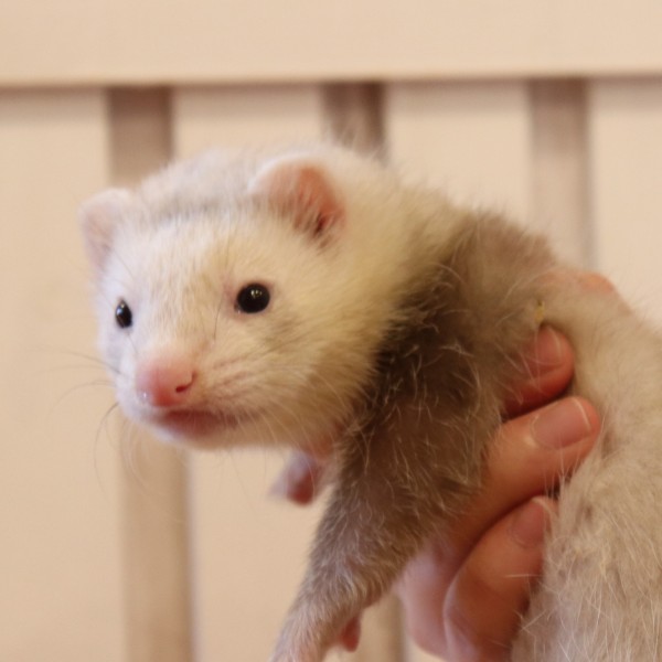 シナモン（男の子）