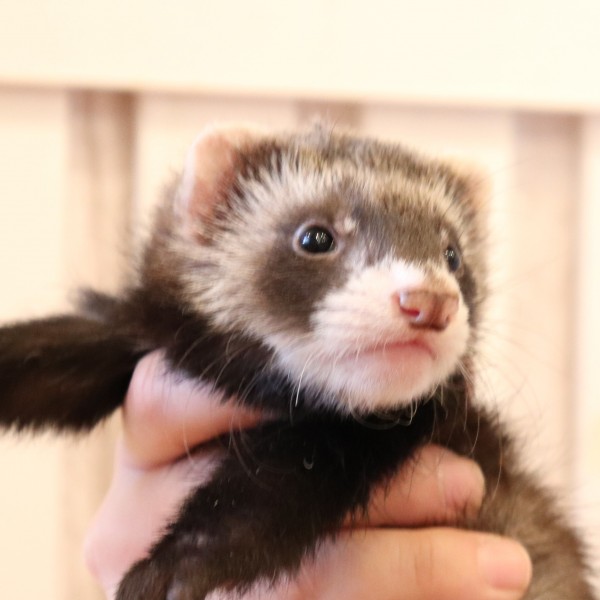 ブラックセーブル（男の子）