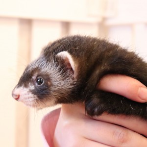 ブラックセーブル（男の子）