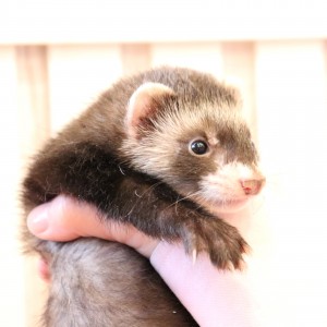 ブラックセーブル（男の子）