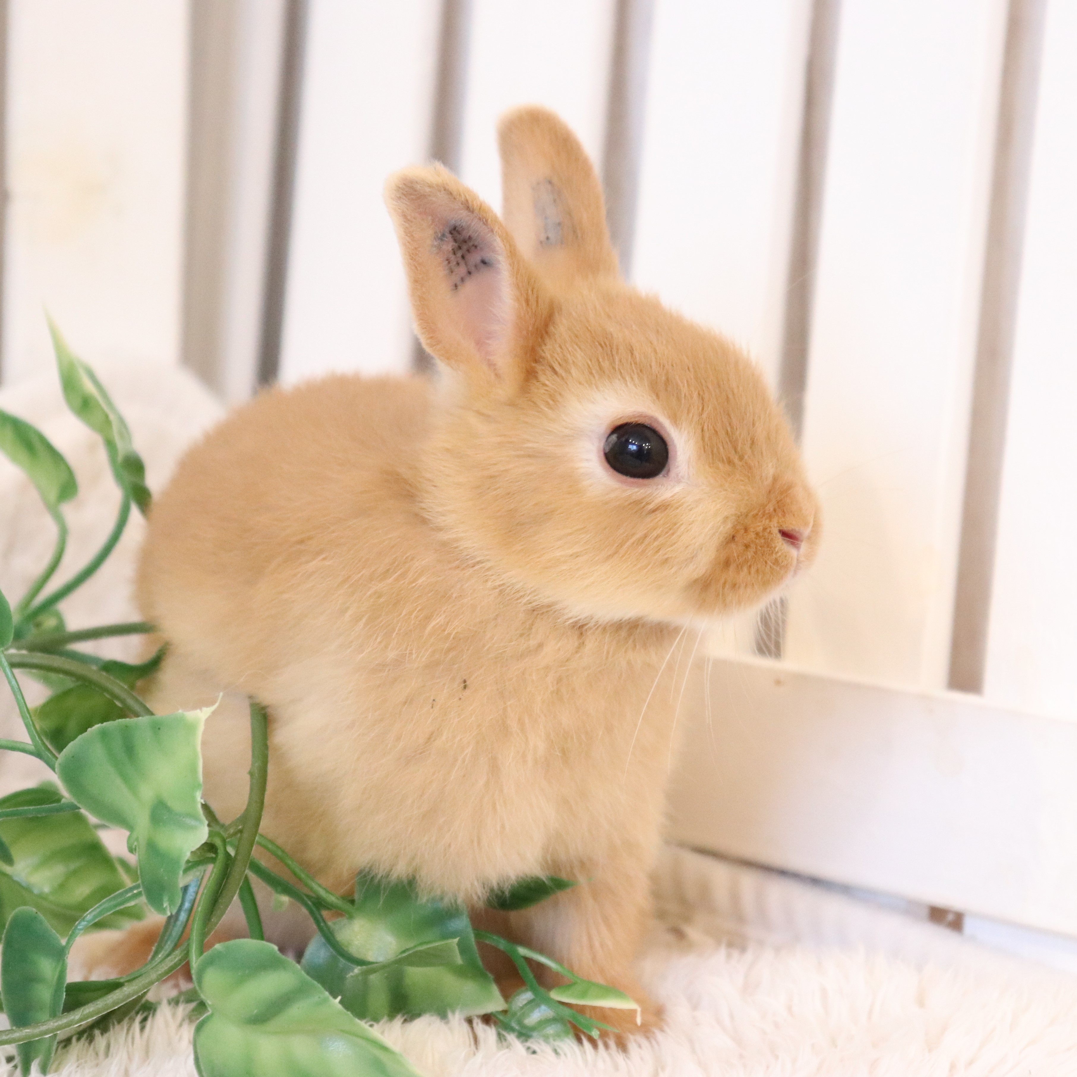 ネザーランドドワーフ オレンジ（NH) - さいたま市北浦和のうさぎ