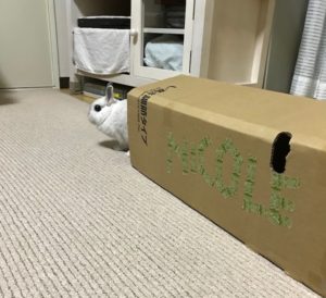 手作りトンネルとニコルちゃん さいたま市北浦和のうさぎ フェレットのお店 フェレット リンク ラビット リンク