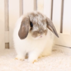 ホーランドロップ　ブロークンオパール（4ES)