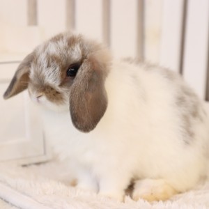 ホーランドロップ　ブロークンオパール（4ES)