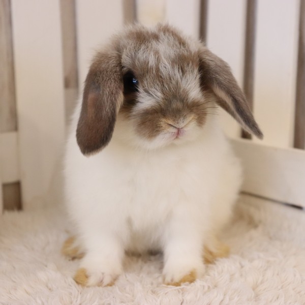 ホーランドロップ　ブロークンオパール（4ES)