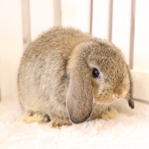 ホーランドロップ　チェスナット（A61)