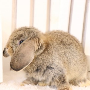 ホーランドロップ　チェスナット（A61)