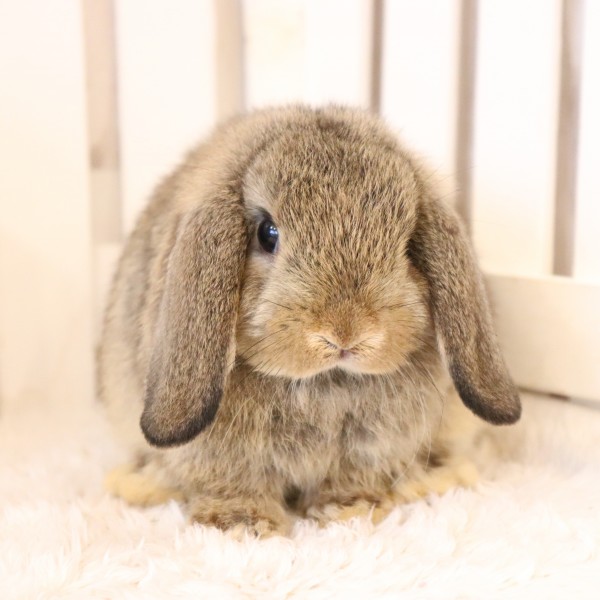 ホーランドロップ　チェスナット（A61)